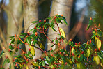 Rhododendron - garden flowers in late winter and early spring