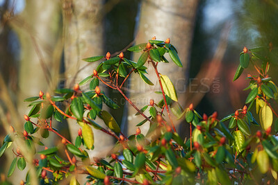 Buy stock photo Rhododendron is a genus of 1,024 species of woody plants in the heath family, either evergreen or deciduous, and found mainly in Asia, although it is also widespread throughout the Southern Highlands of the Appalachian Mountains of North America.