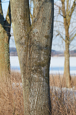 Buy stock photo A photo of winter landscape