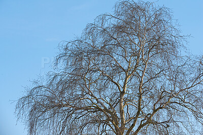 Buy stock photo A photo of a tree in winter 