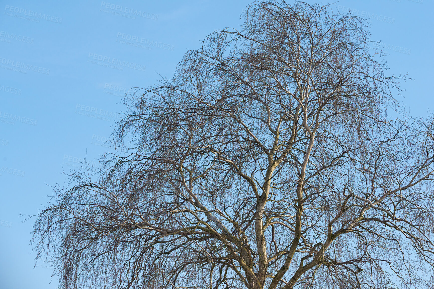 Buy stock photo A photo of a tree in winter 