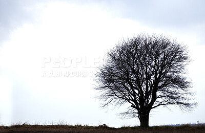 Buy stock photo A concept photo of a lonely tree - lots of copyspace