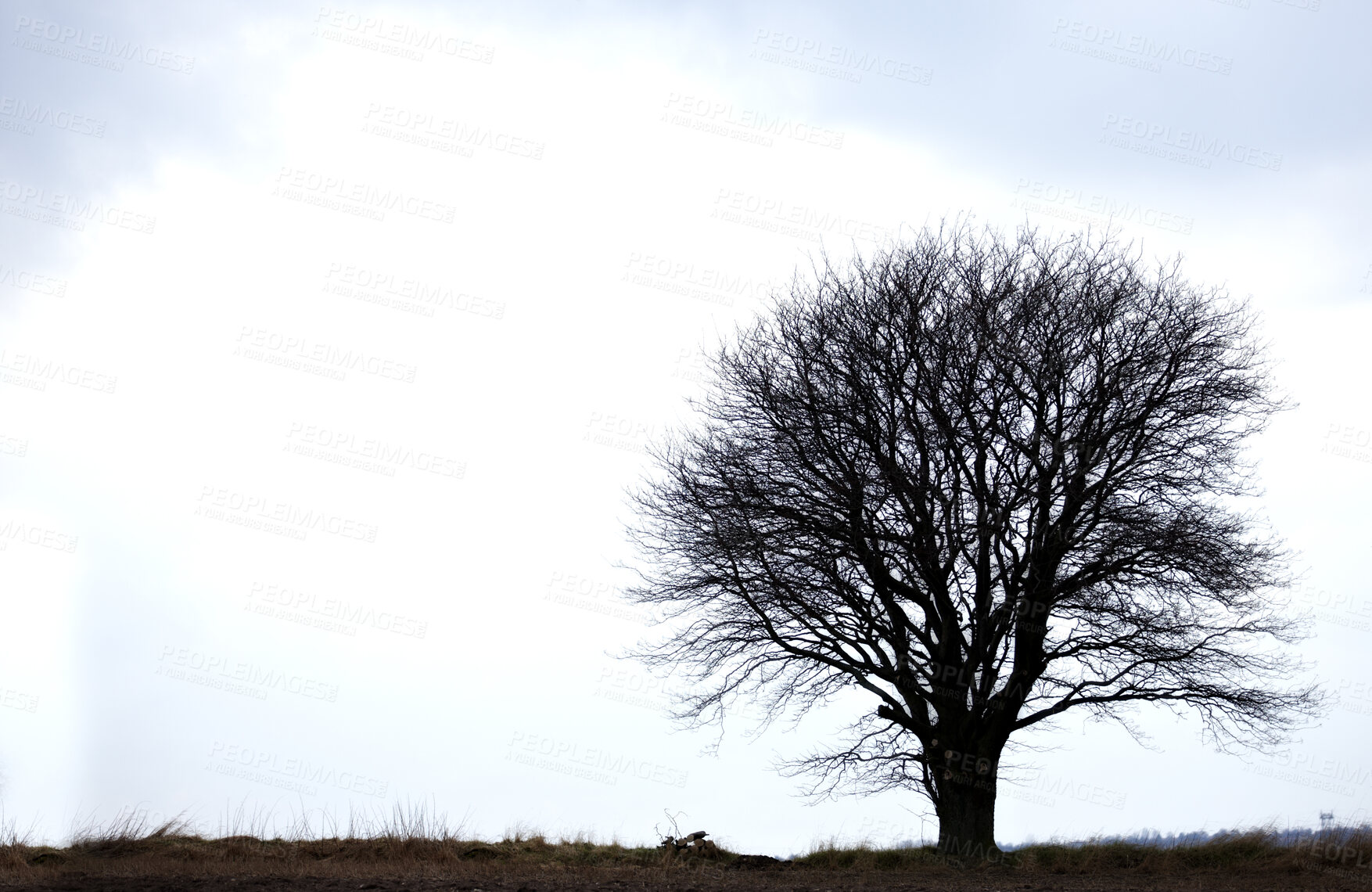 Buy stock photo A concept photo of a lonely tree - lots of copyspace