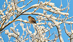 Blackbird in a tree with snow