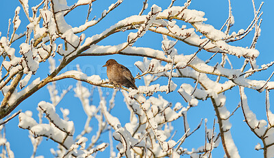 Buy stock photo A photo of a female blackbird in at tree in winter 