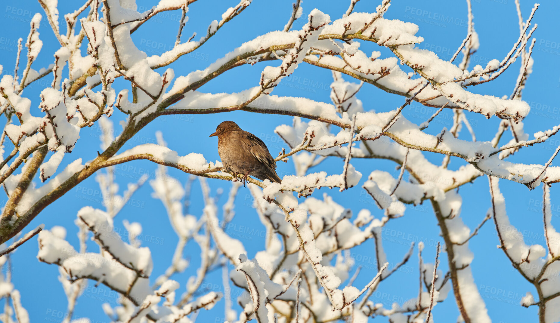 Buy stock photo Blue sky, snow and landscape of tree with bird in nature for sustainable, eco friendly or conservation. Fowl, weather and branches for outdoor destination, location or winter season in countryside.