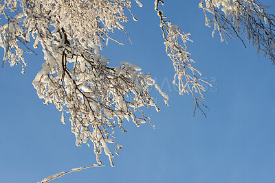 Buy stock photo A photo of a tree in winter 