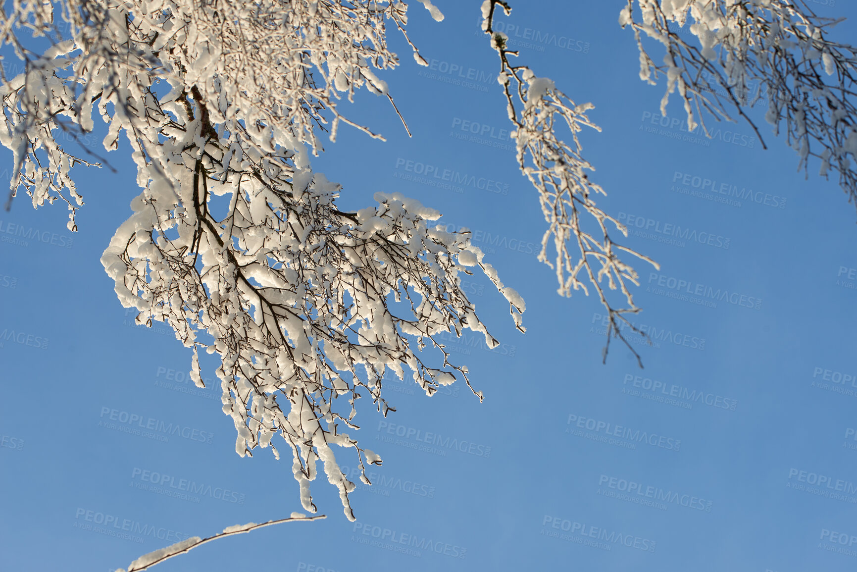 Buy stock photo A photo of a tree in winter 