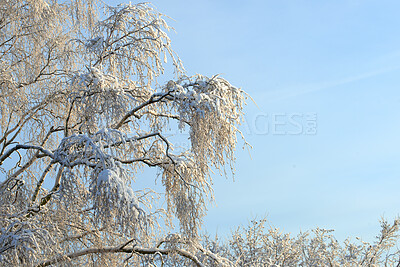 Buy stock photo A photo of a tree in winter 