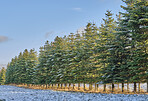 Danish winter landscape