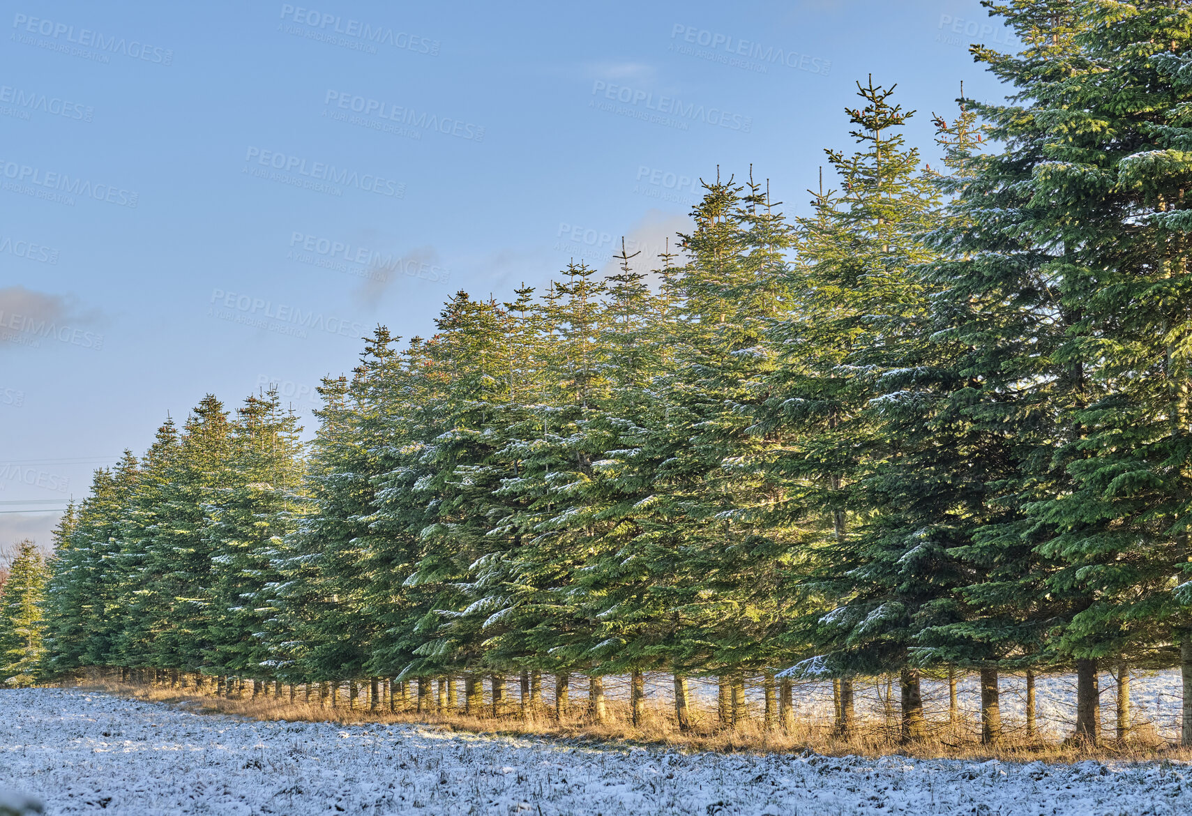 Buy stock photo Snow, blue sky and environment with trees in forest for cold season, nature conservation and eco friendly. Sustainability, national park and ecology with woods for ecosystem, reserve and wilderness