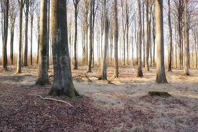 Buy stock photo A photo of winter forest at sunset