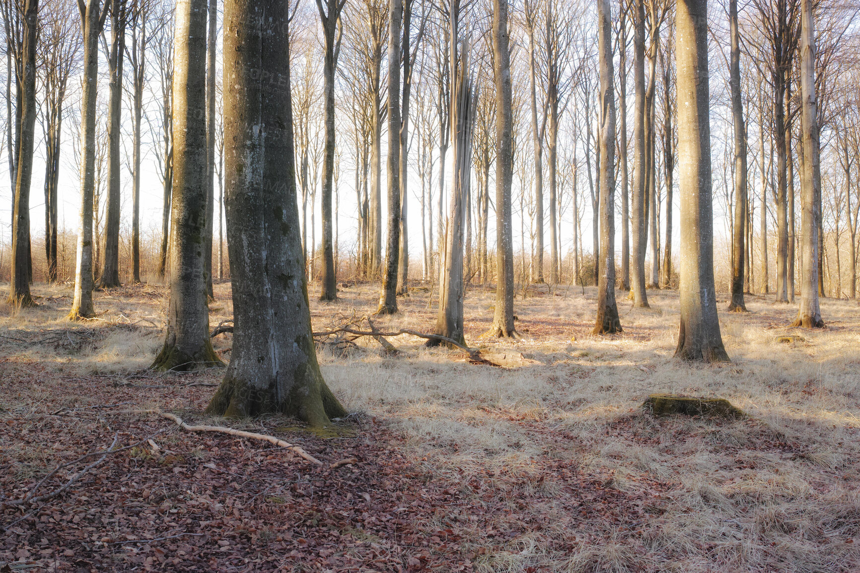 Buy stock photo A photo of winter forest at sunset