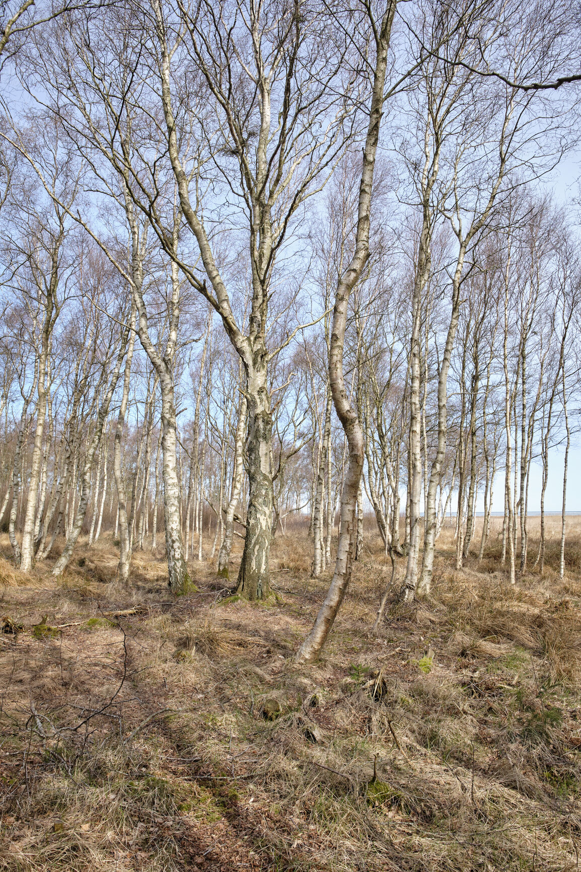 Buy stock photo A photo of winter landscape