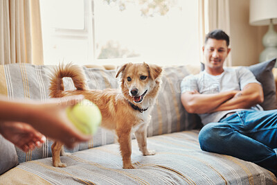 Buy stock photo Child, dad and dog in home with ball, relax and playing together on sofa for happy morning bonding. Kid, man and playful puppy on couch with toys, game and family fun with pet care in living room