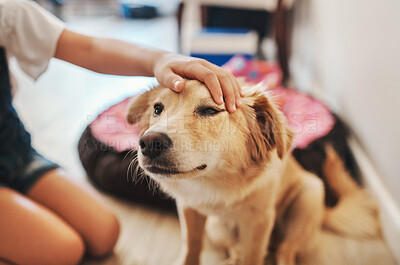 Buy stock photo Cropped shot of an unrecognizable child petting her dog in the living room at home