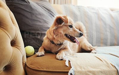 Buy stock photo Full length shot of an adorable dog lying on the sofa at home