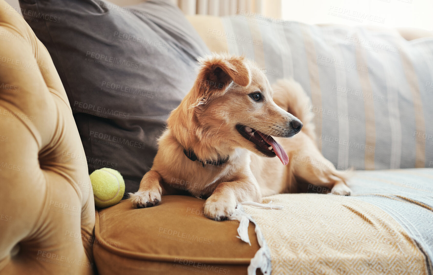 Buy stock photo Full length shot of an adorable dog lying on the sofa at home