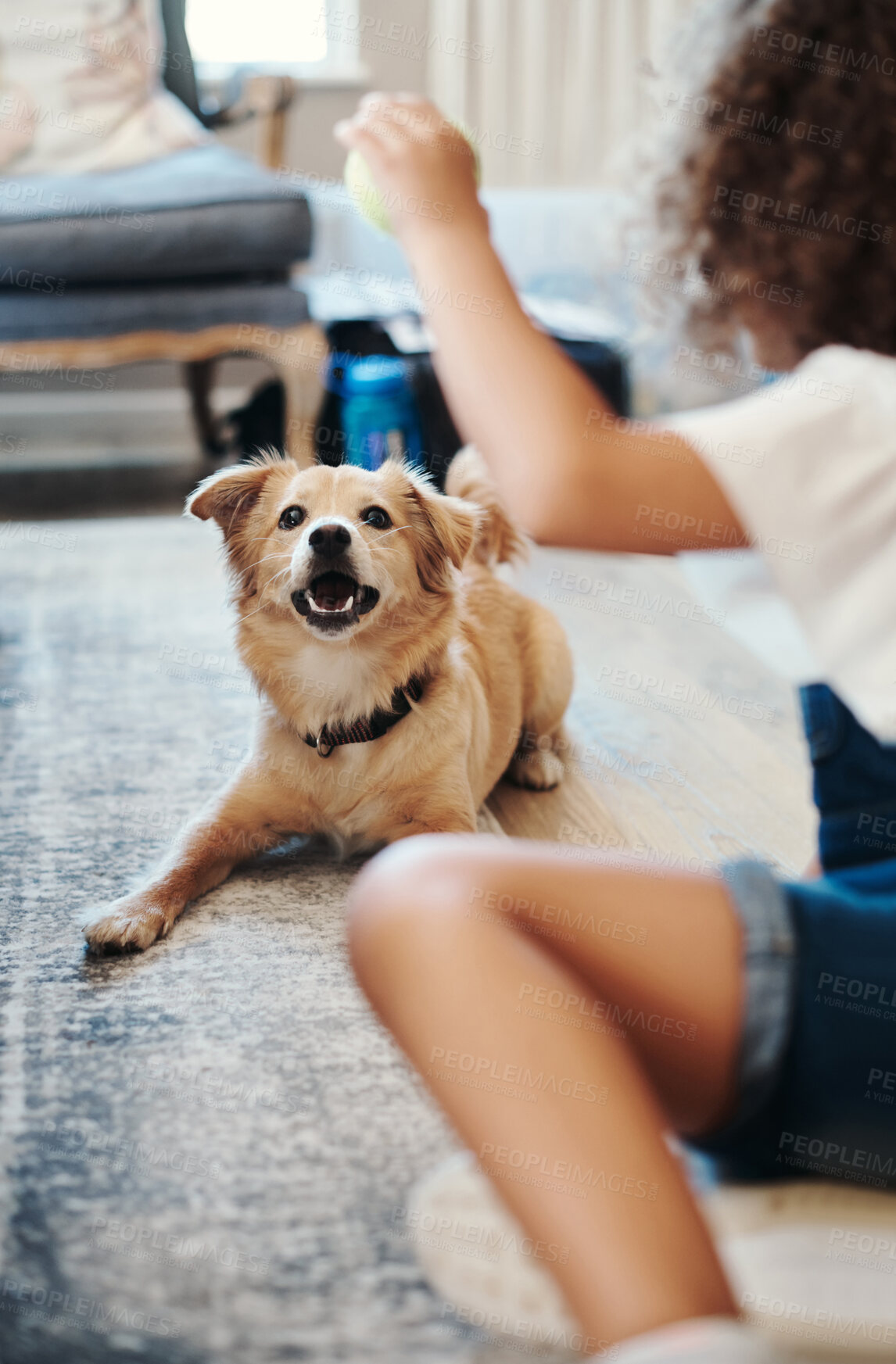 Buy stock photo Ball, child and dog on carpet with playing, relax and happy bonding together on floor with fun pet care. Kid, girl and playful puppy in living room with toys, fetch game and young friends in home