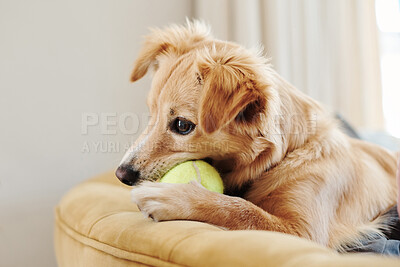 Buy stock photo Shot of an adorable dog lying on the sofa at home and playing with a tennis ball
