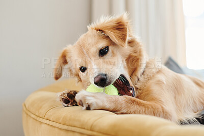 Buy stock photo Shot of an adorable dog lying on the sofa at home and playing with a tennis ball