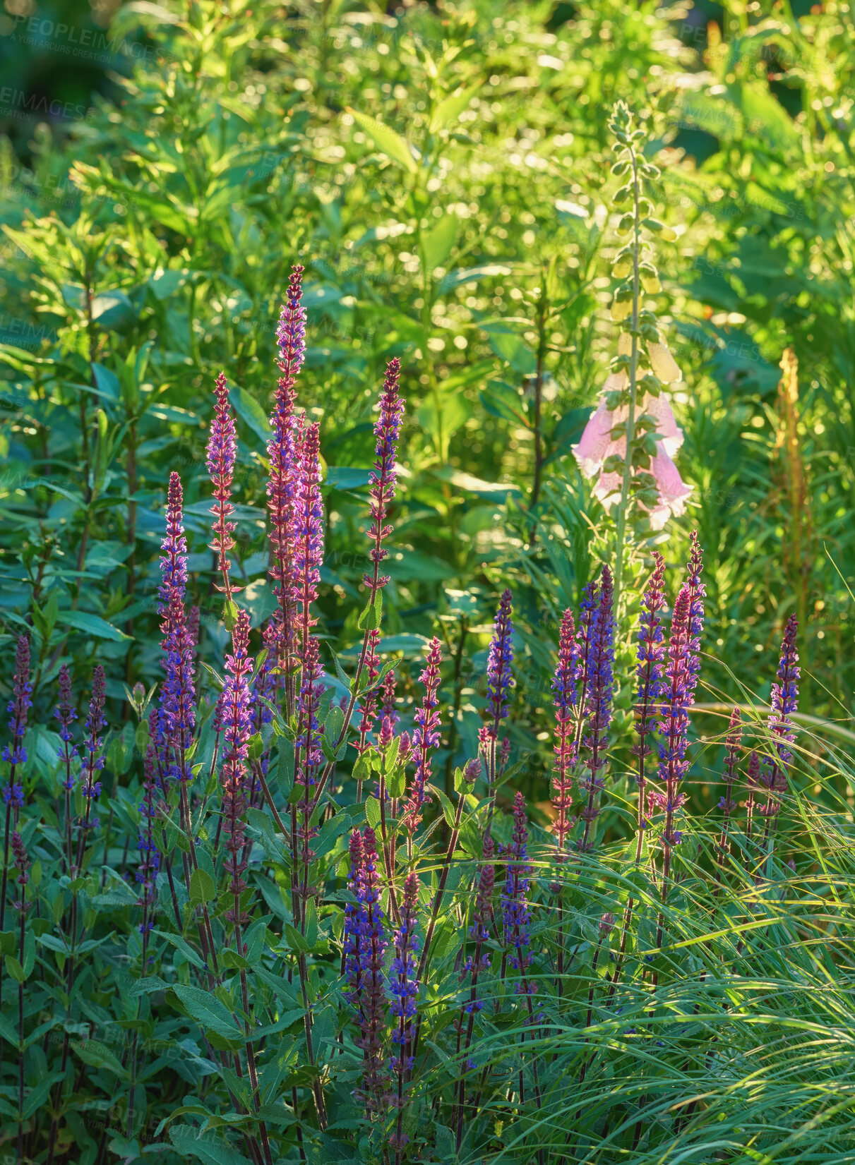 Buy stock photo A series of beautiful garden photos