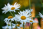 Daisies - Marguerite