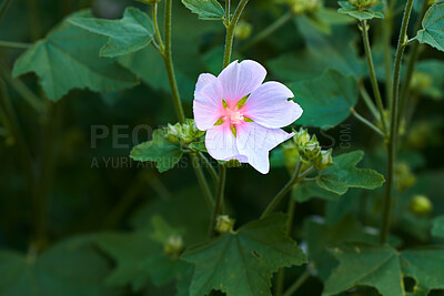 Buy stock photo Bright and beautiful kankakee mallow flower flowering and blooming in a garden in spring with copy space. Wild hollyhock plant growing among vibrant leaves and greenery in a remote park or meadow