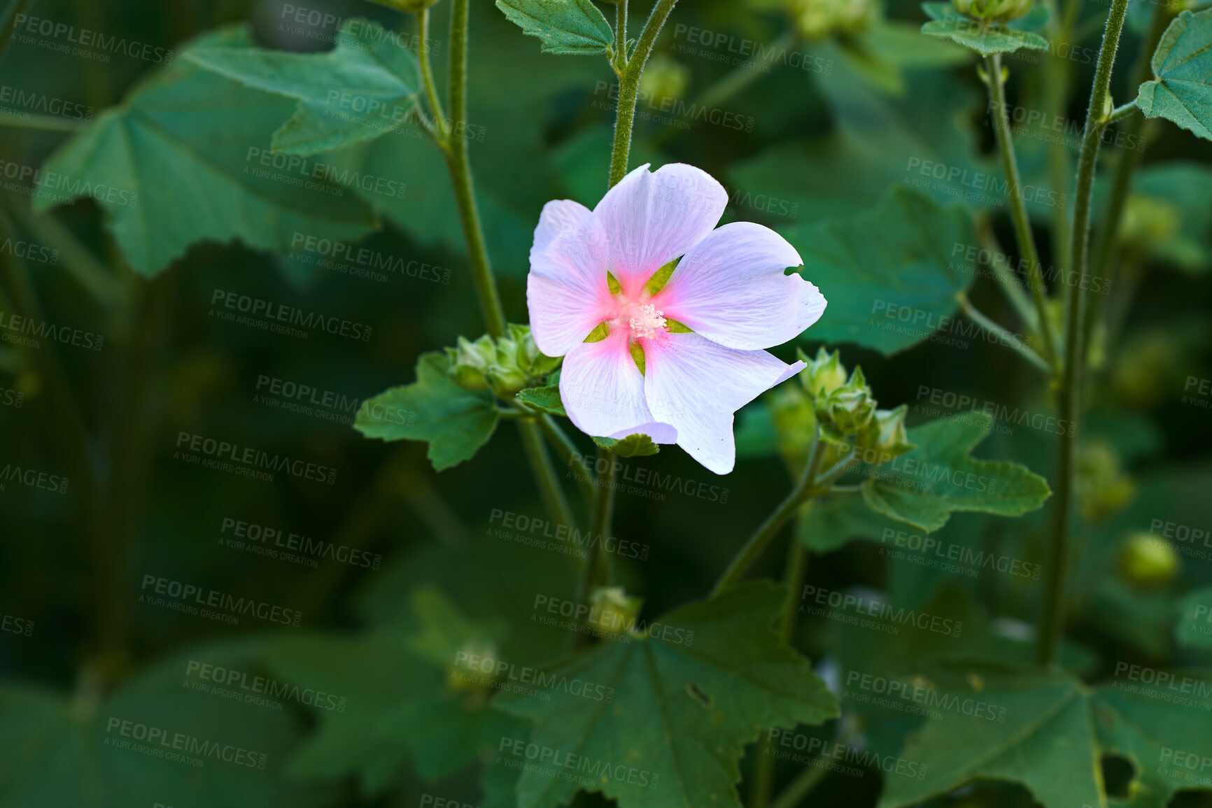 Buy stock photo Bright and beautiful kankakee mallow flower flowering and blooming in a garden in spring with copy space. Wild hollyhock plant growing among vibrant leaves and greenery in a remote park or meadow