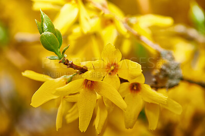 Buy stock photo A series of beautiful garden photos