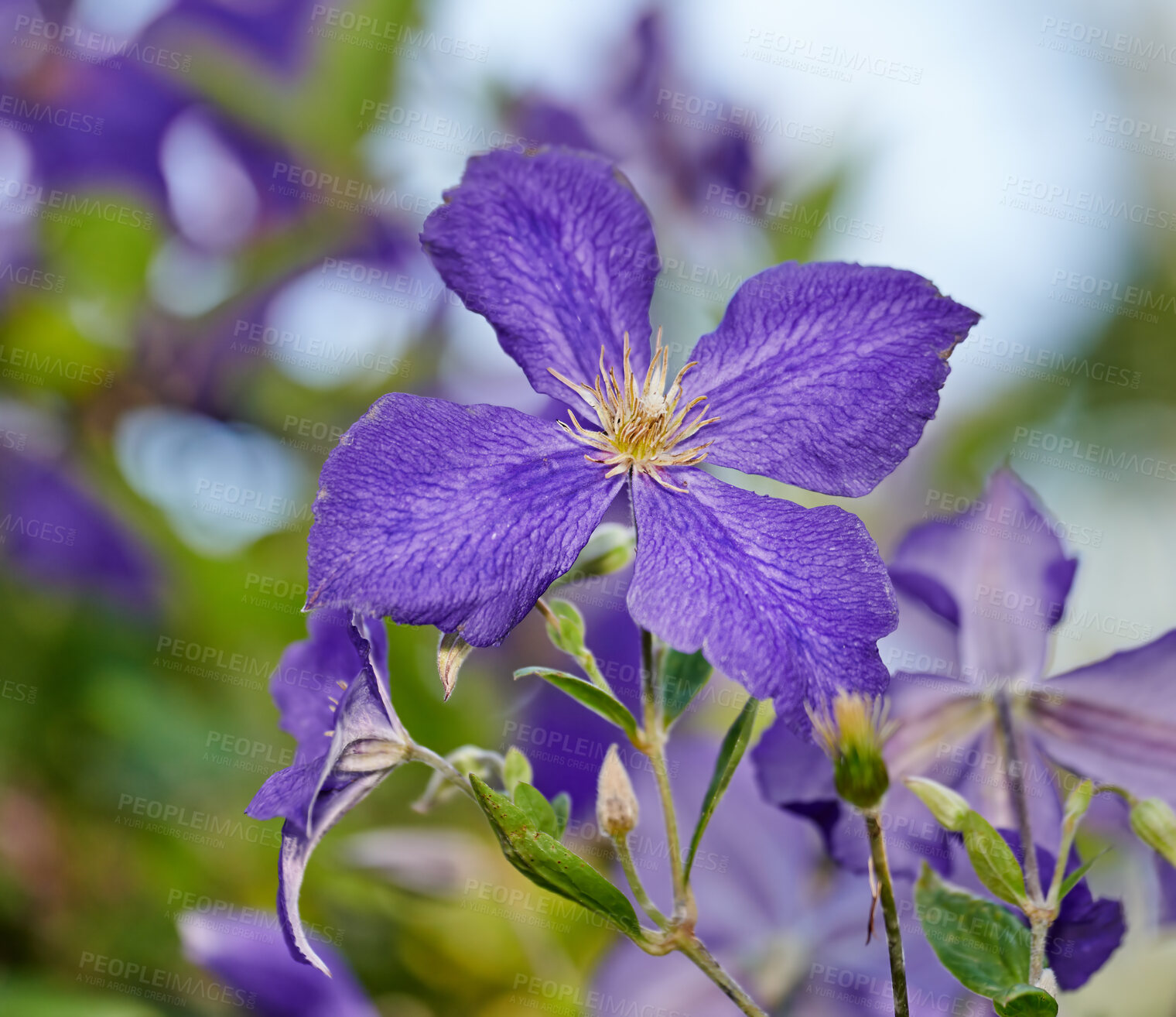 Buy stock photo A series of beautiful garden photos