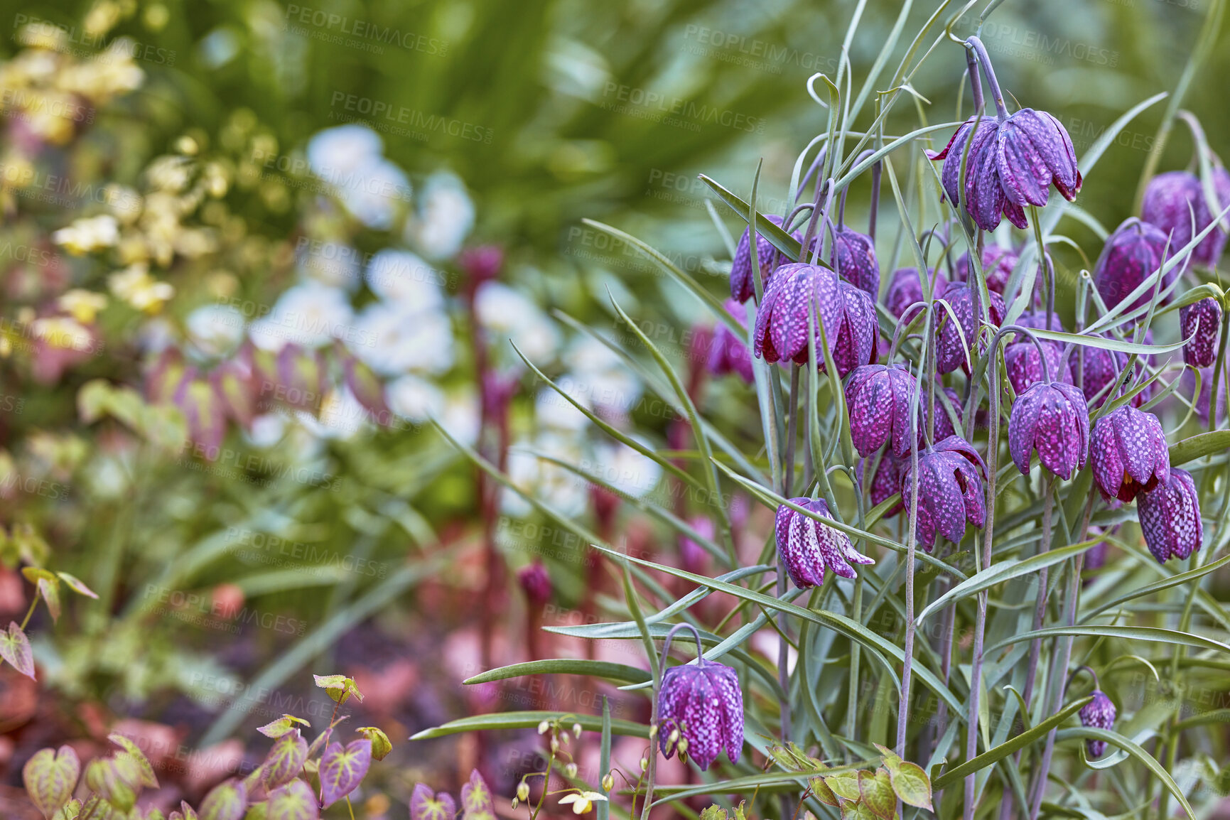 Buy stock photo A series of beautiful garden photos