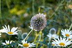 Globe Thistle flowers