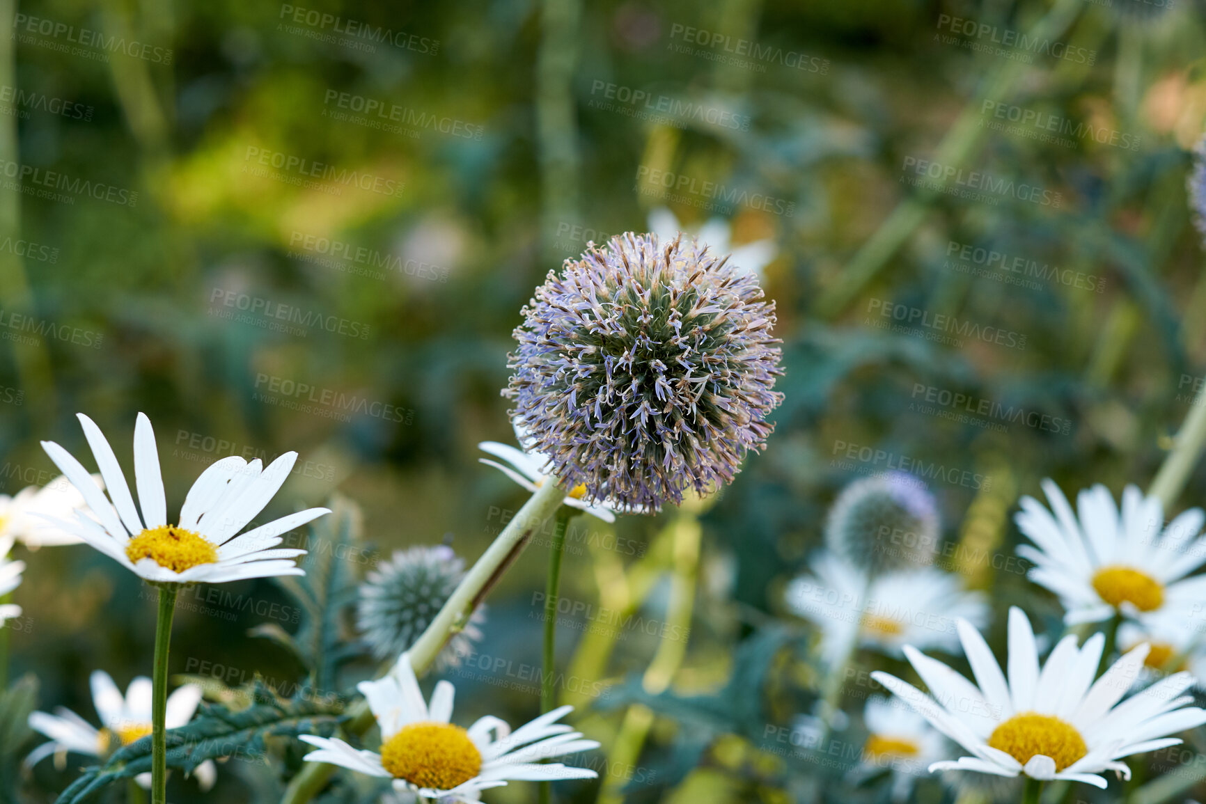 Buy stock photo Closeup of a purple globe thistle flower with daisies in a garden. Beautiful outdoor echinops perennial flowering plant with a green stem and leaves growing outdoor in a park or backyard