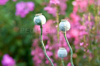 Buy stock photo A series of beautiful garden photos