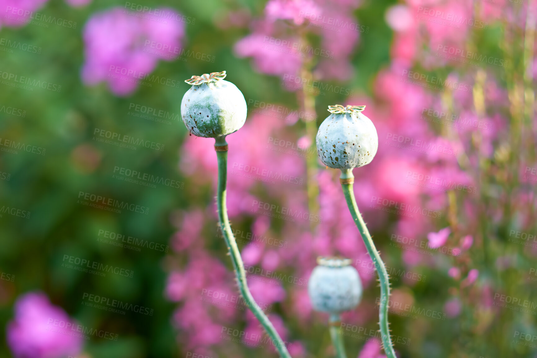 Buy stock photo A series of beautiful garden photos