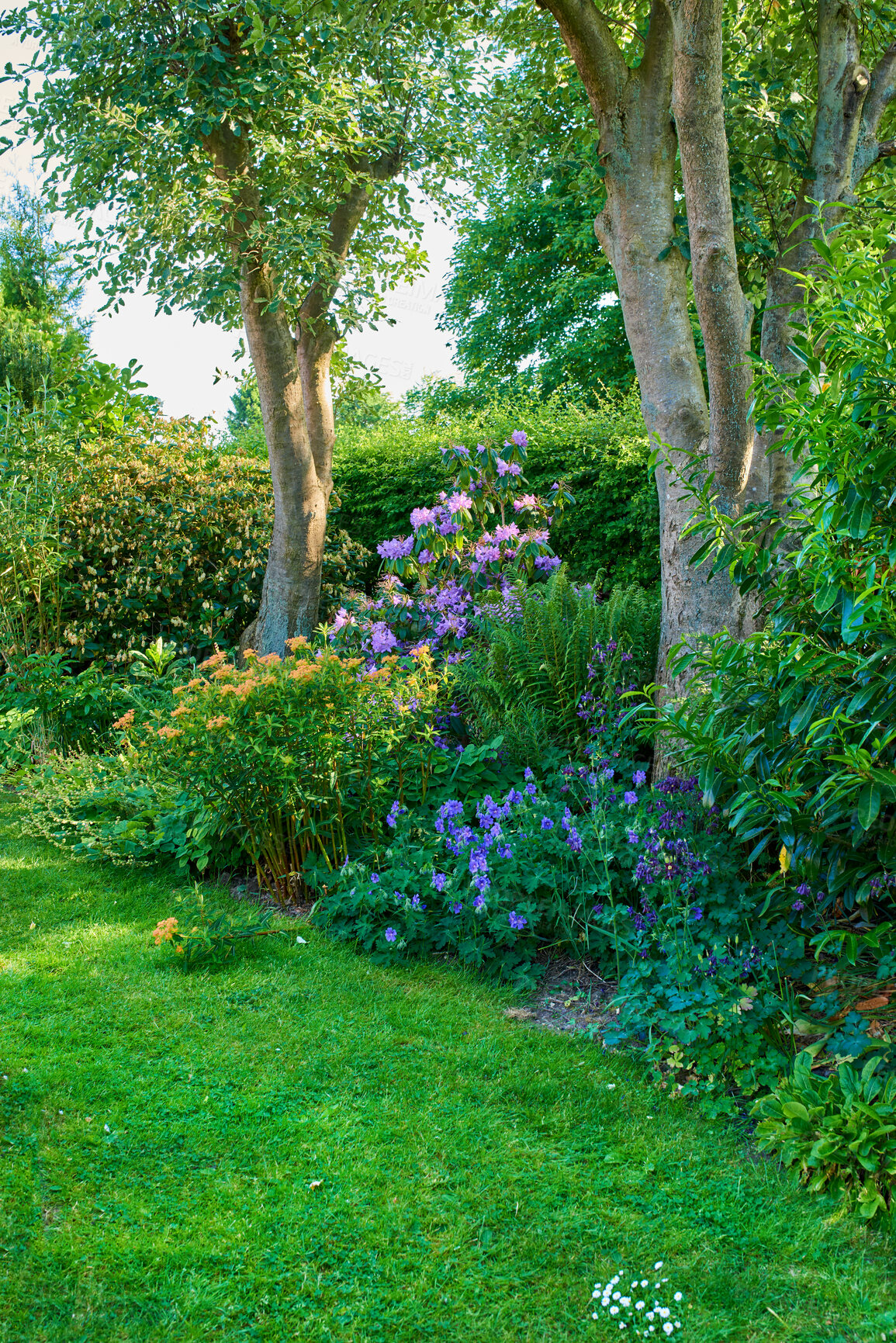 Buy stock photo Vibrant garden with trees, flowers and lawn with green grass growing in a peaceful backyard. Beautiful flowering plants and bushes in nature. Serene beauty of outdoor landscaping in a park in summer