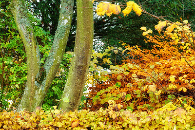 Buy stock photo Colorful autumn forest with yellow and orange leaves. Beautiful nature landscape of tree trunks and wild bright color plants. Eco friendly woods with lush foliage during fall season