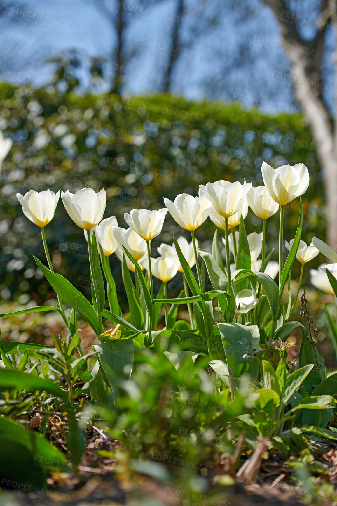 Buy stock photo A series of beautiful garden photos