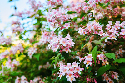 Buy stock photo A series of beautiful garden photos