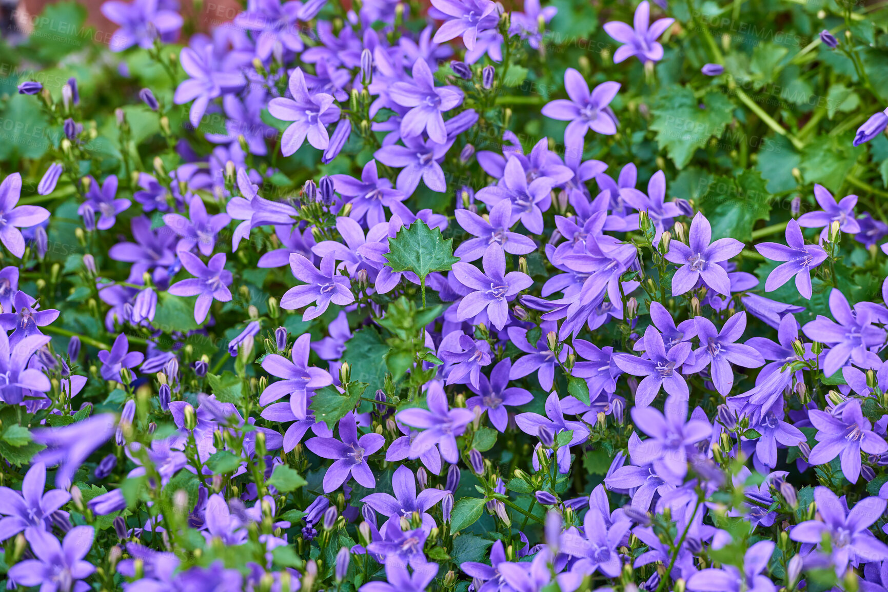 Buy stock photo A series of beautiful garden photos