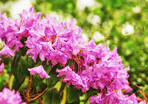 Rhododendron - garden flowers in May