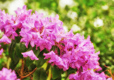 Buy stock photo Rhododendron is a genus of 1,024 species of woody plants in the heath family, either evergreen or deciduous, and found mainly in Asia, although it is also widespread throughout the Southern Highlands of the Appalachian Mountains of North America.