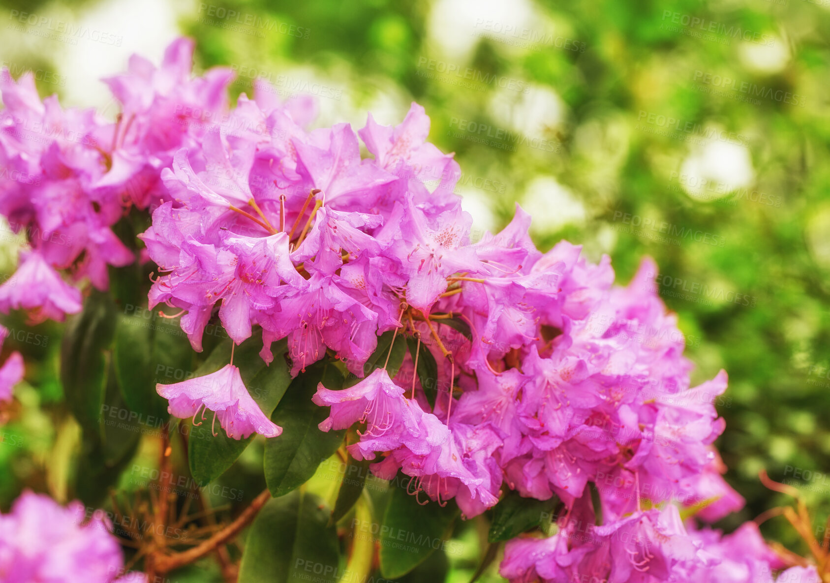 Buy stock photo Rhododendron is a genus of 1,024 species of woody plants in the heath family, either evergreen or deciduous, and found mainly in Asia, although it is also widespread throughout the Southern Highlands of the Appalachian Mountains of North America.