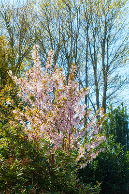 Buy stock photo A series of beautiful garden photos