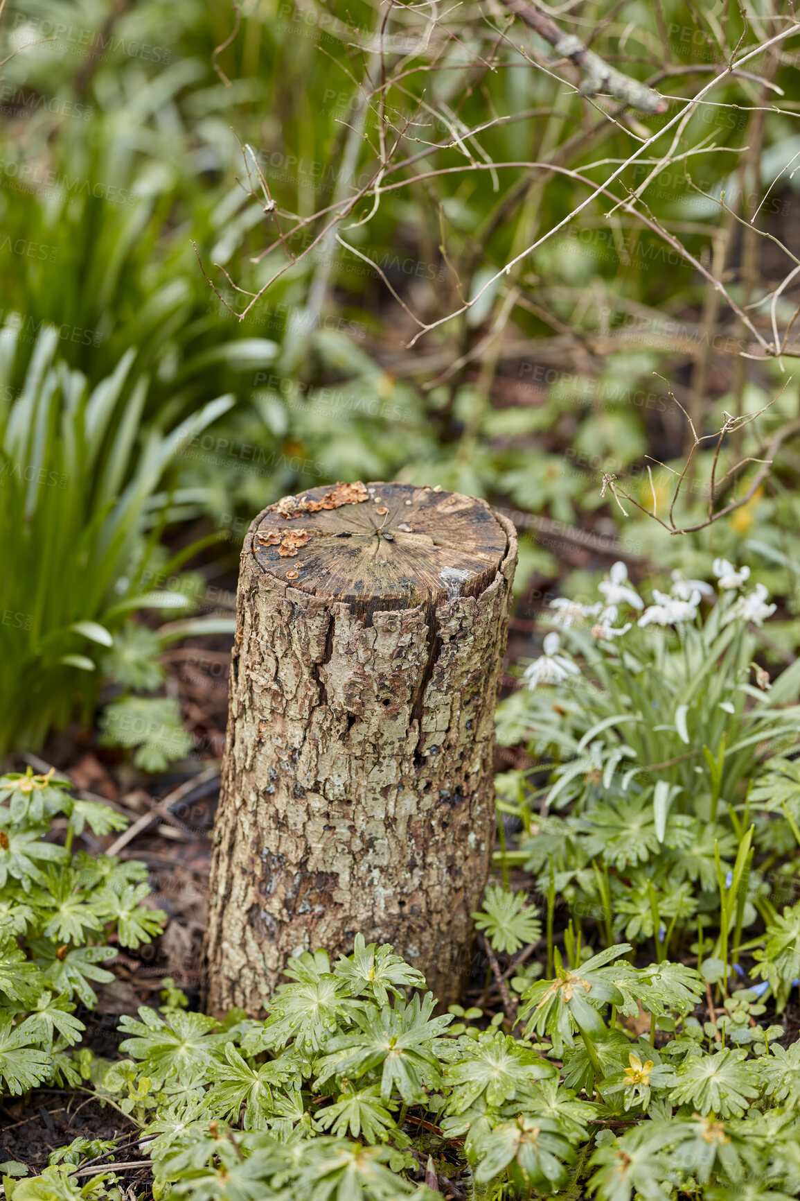 Buy stock photo A series of beautiful garden photos