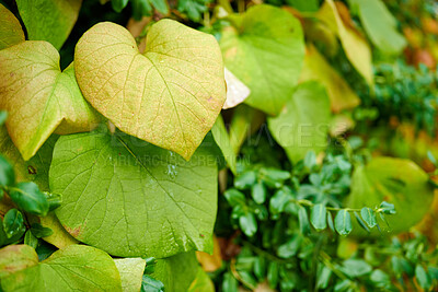 Buy stock photo Wild ginger plants covered in dew or rain drops. Closeup of a Dutchman's pipe or Aristolochia macrophylla flower leaves in a nature garden or forest on a day in Spring or Autumn. 