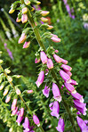 The foxgloves in the garden