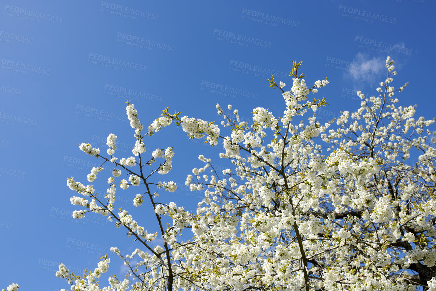 Buy stock photo White wild cherry flowers on a clear blue sky background with copy space. Closeup low angle of beautiful floral plants growing on tree branches on a sunny day outdoor in spring season