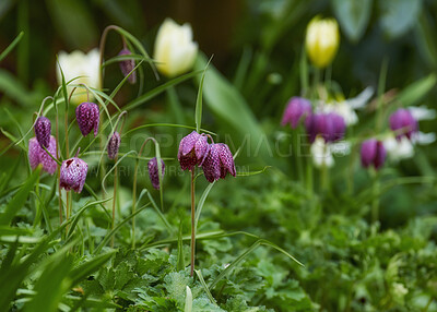 Buy stock photo A photo of beautiful garden details